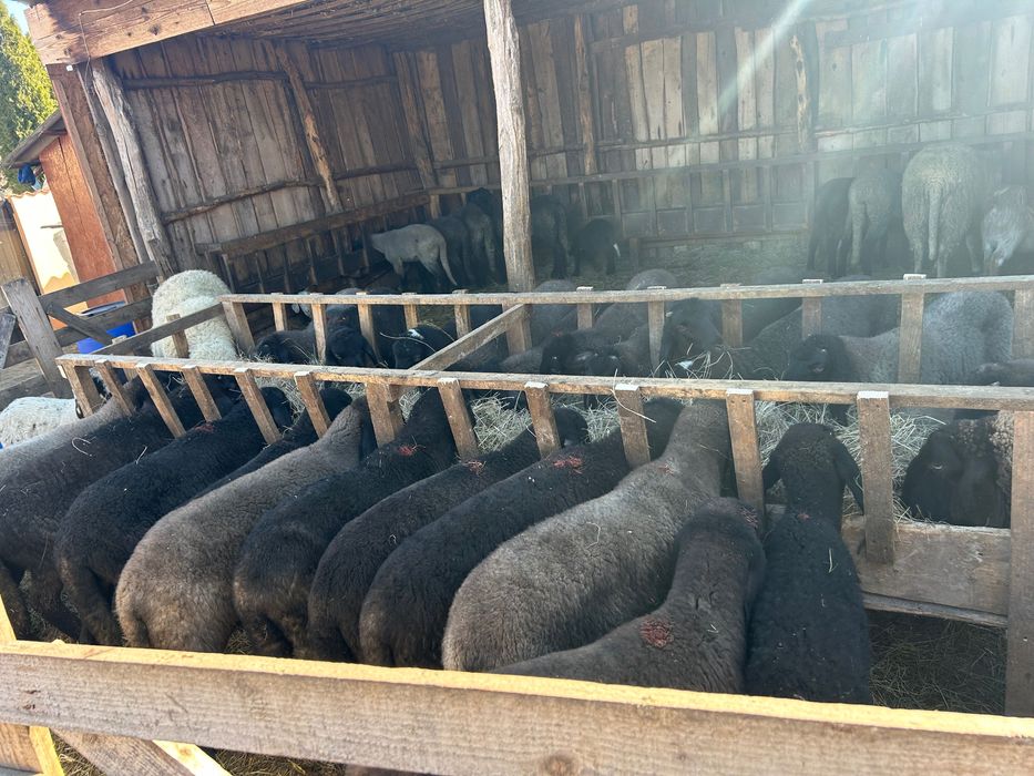 Miei și oi de vânzare