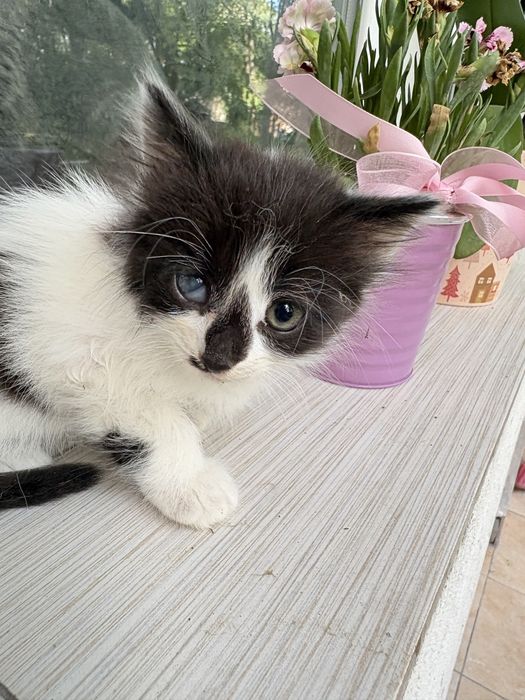 Сладки котета късметлийчета