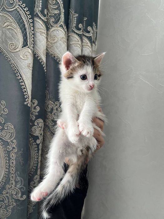 Котик - мальчик добрый и красивый.