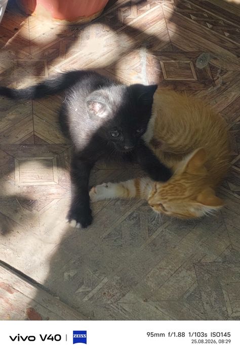 Отдам котят в добрые руки