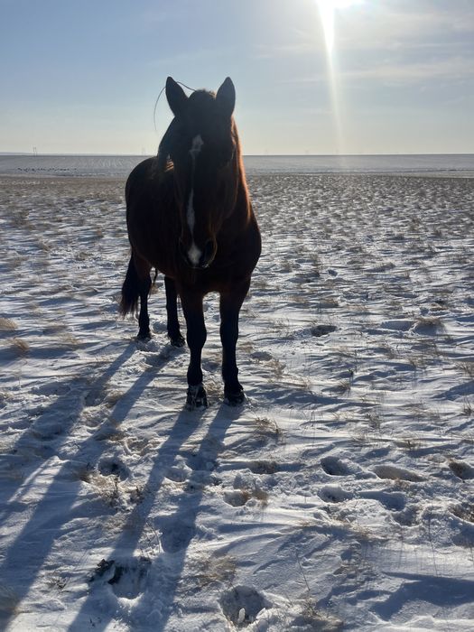 Продается жеребец