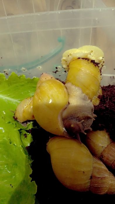 Улитки Ахатины Ретекулята Черноголовка Черноголовк