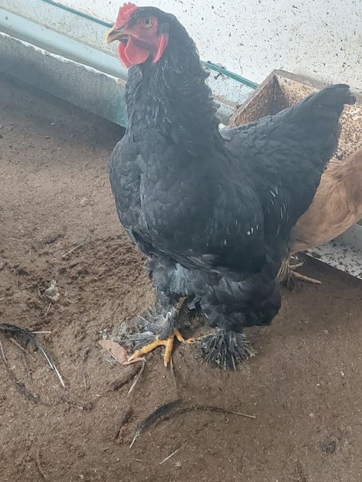 Брама ва кора шахзода товук ва жожалар