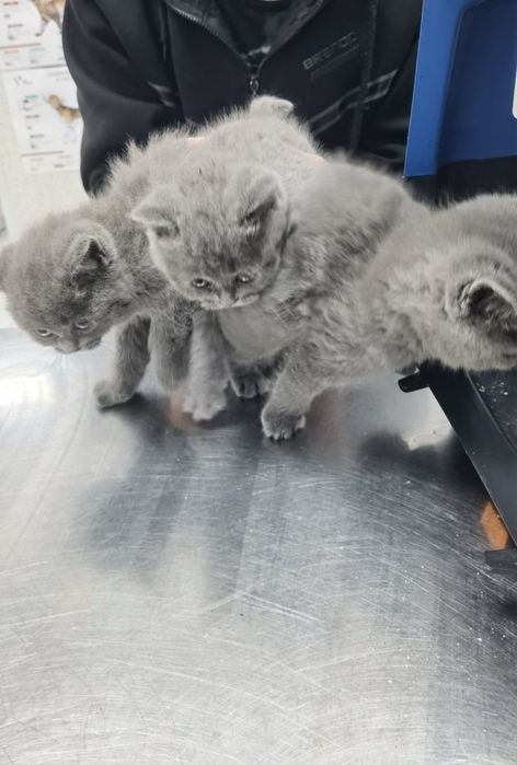 Чистокръвни британски котенца