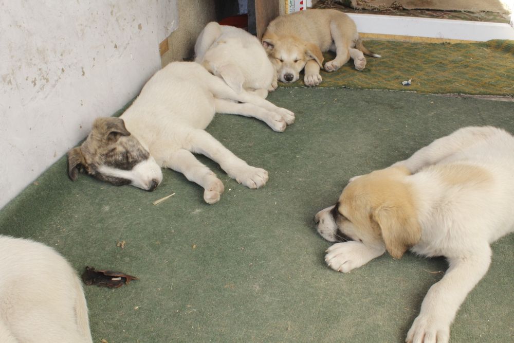 Отдам бесплатно 5 сучек 1 кабель