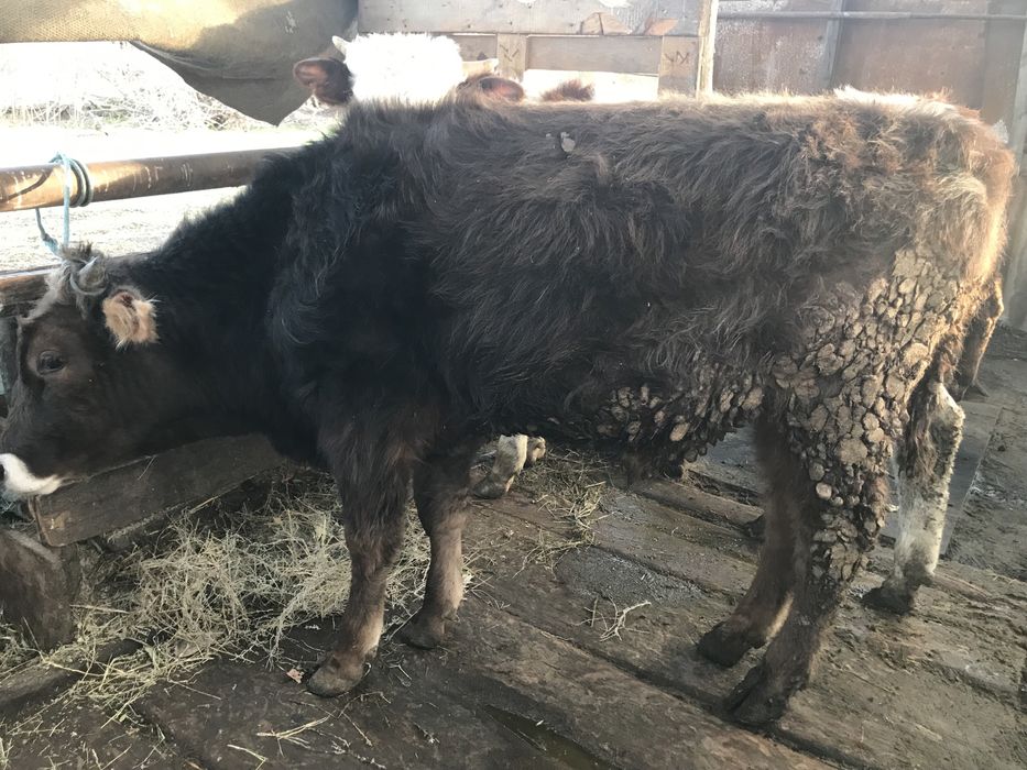 Продам трех бычков хороших