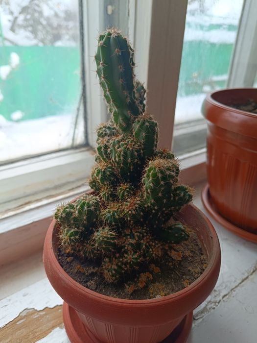 В горшке скалистый кактус