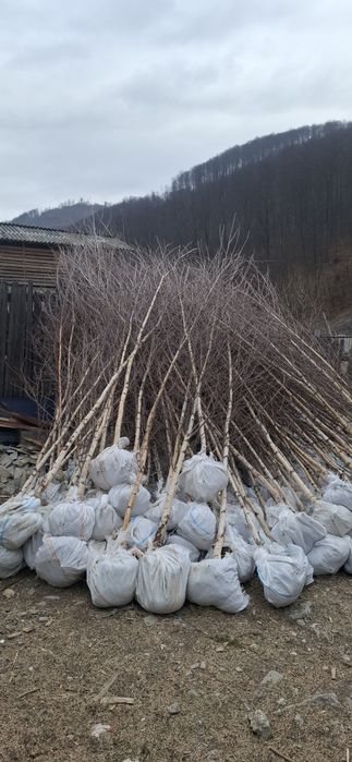 Vând mesteacăn alb la super ofertă