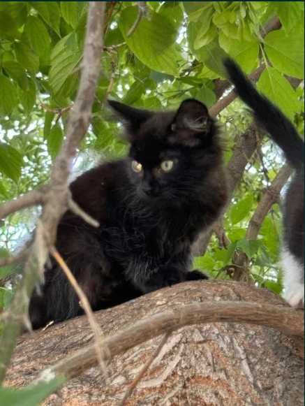Котик в добрые руки