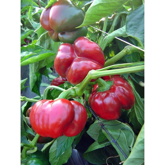 Ardei kapia, gogosar, gras