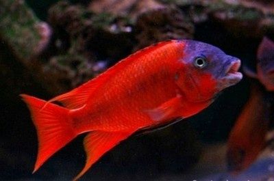 Рибки Танганика и Малави Цихлиди