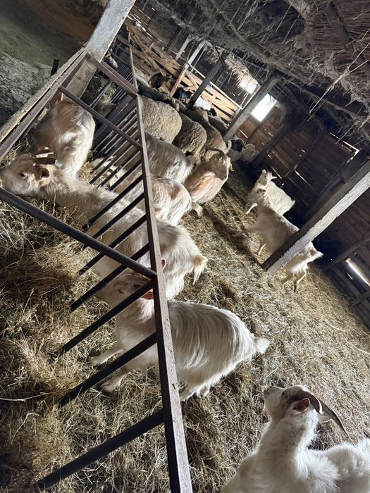 Capre berbeci si iezi