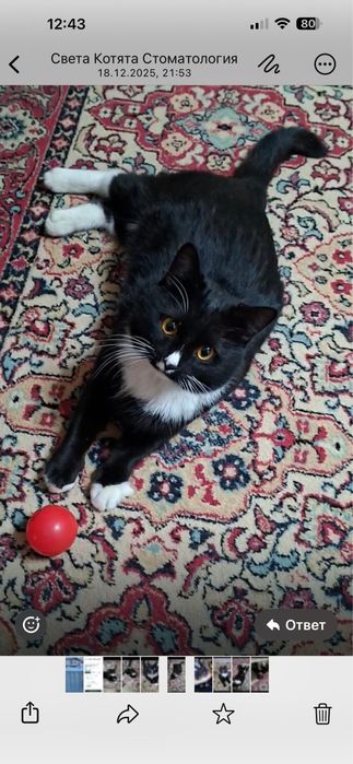 Маркиз спокойный котик