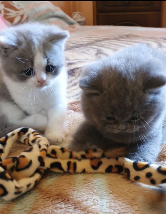 British shorthair cu pedigree!