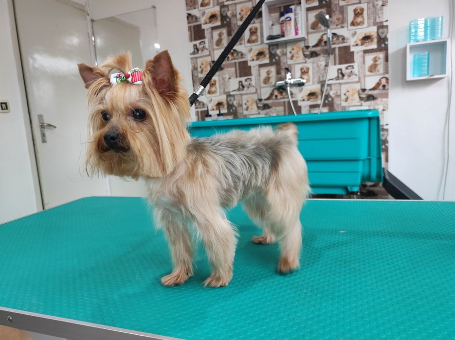 ЗооФамилия Професионален груминг, подстригване и къпане на кучета