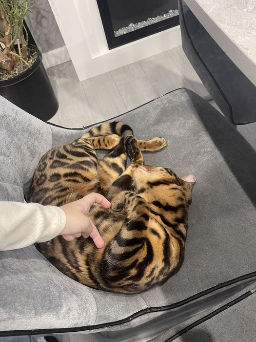 Бенгальский кот 100.000