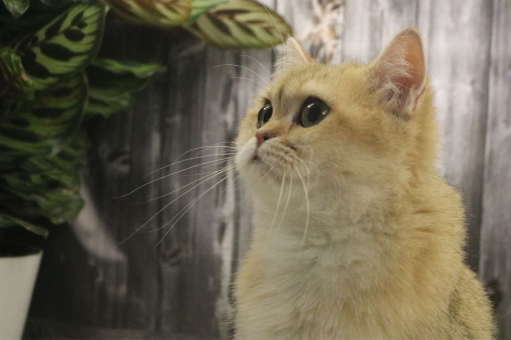 Девочка британка чистокровная