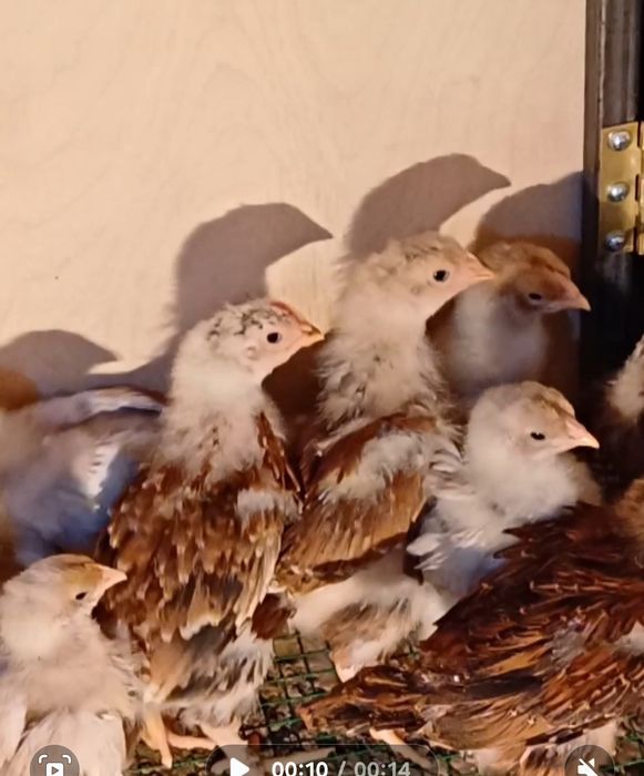 Продаётся цыплята корейской породы Ханхяп