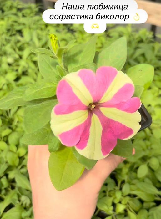 Рассада петунии и бархатцев