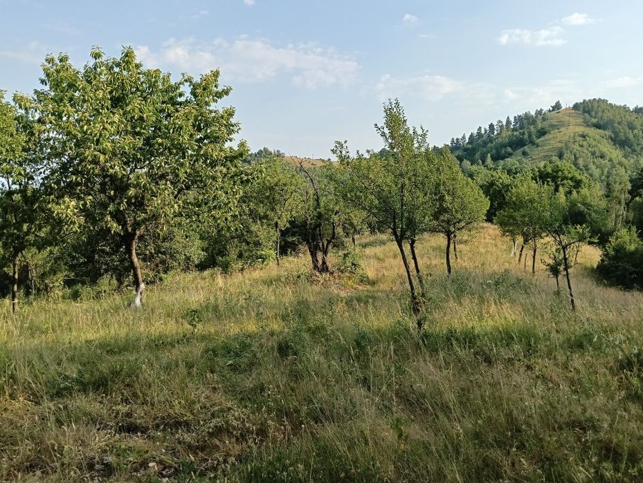 Vând teren în satul Târsa