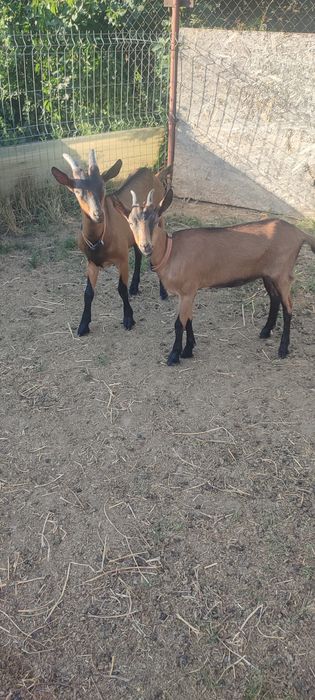 Vând ied și iediță