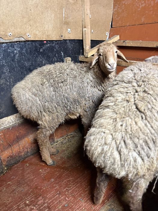 Сатуға семіз тоқтылар