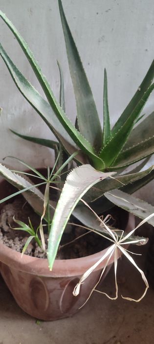 Алоэ гуллари сотилади.30 Минг сумдан 200  Минг сумгача