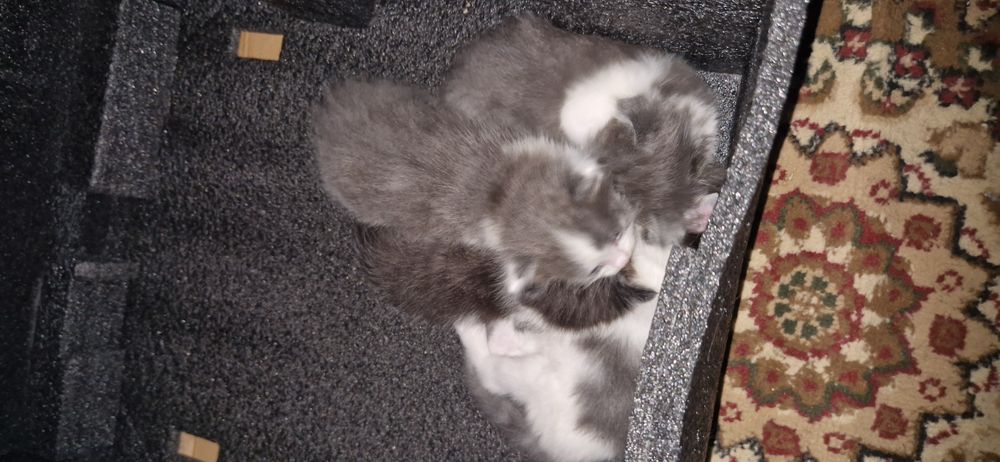 Отдам котят за даром