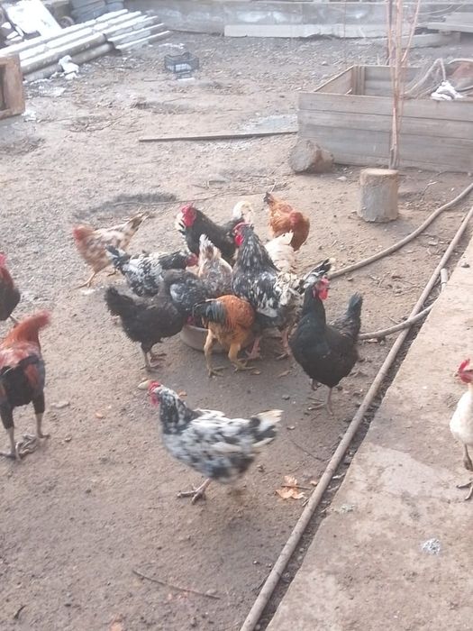 Жумыртка яйцо инкубационные