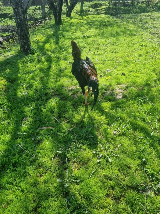 Juja xuroz sotiladi kariski