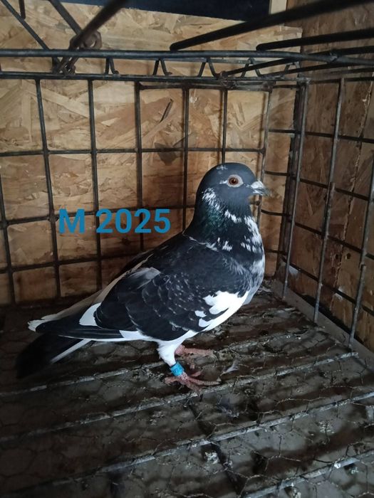 Porumbei voiajori sport