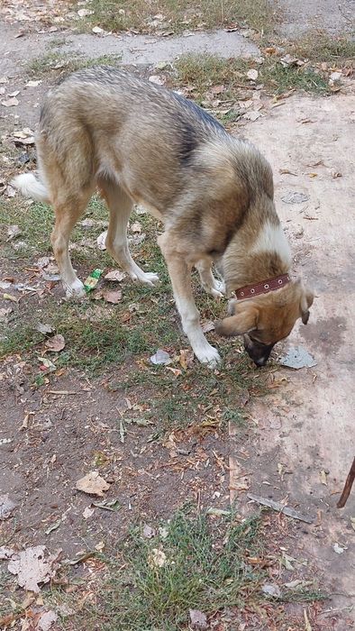 Щенки в добрые руки