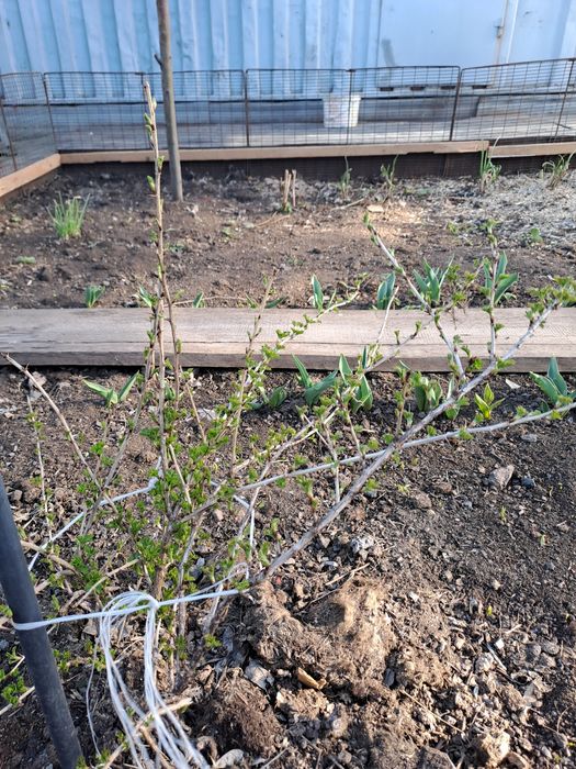 Саженцы смородины