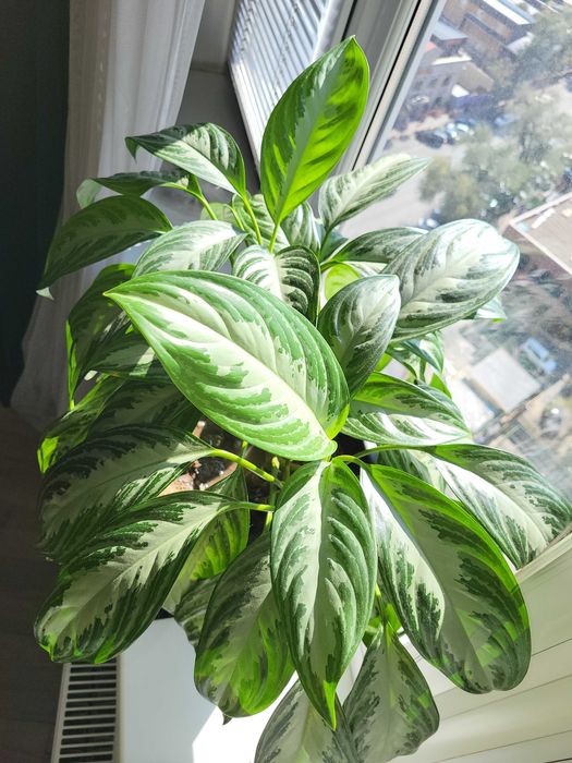 Продам комнатный цветок Аглаомена