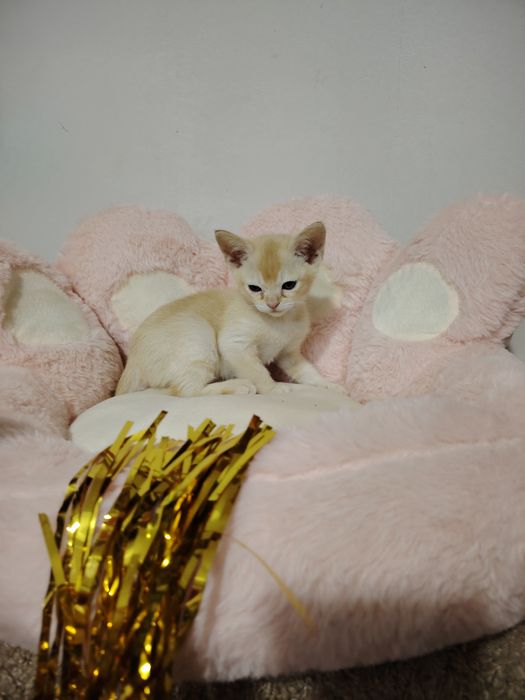 Европейская бурма