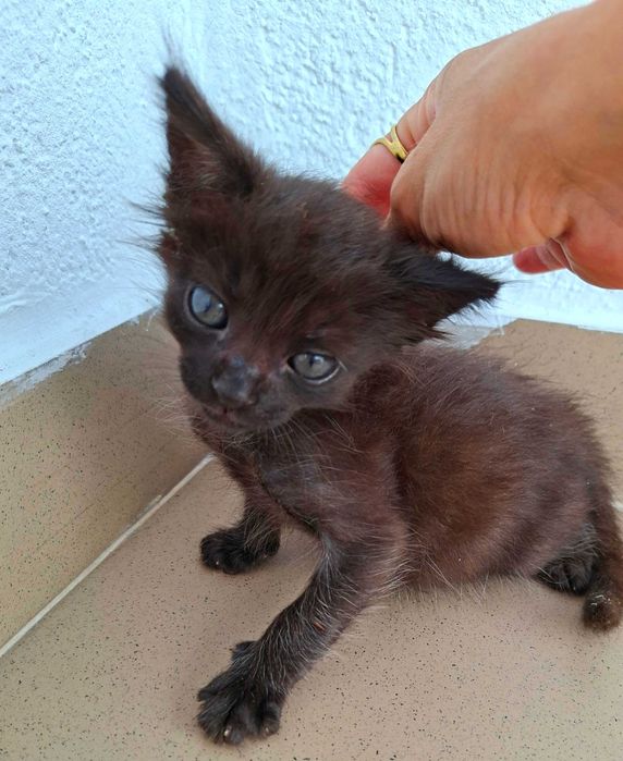 Adoptie pisica puibde pisica motanel Minisor
