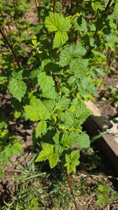 Продам саженцы малины крупной