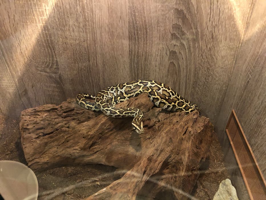 Vand Piton Birmanez,Birman/șarpe.