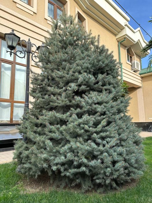 Голубой ель