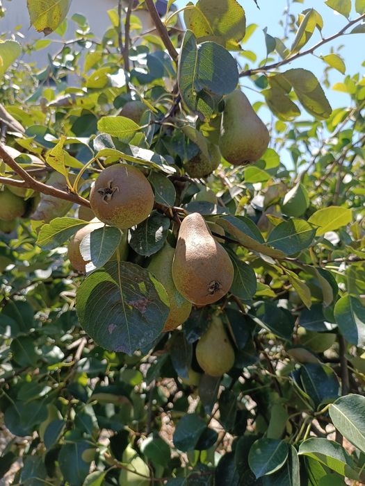 PERFECT HOUSE! Къща до морето + 1 дка овощна градина. СПЕШНО!