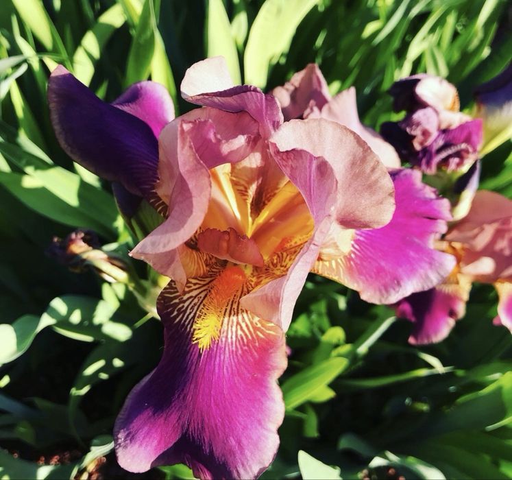 Ирисы высокорослые