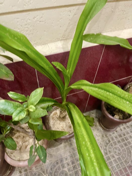 Чиройли гуллар сотилади