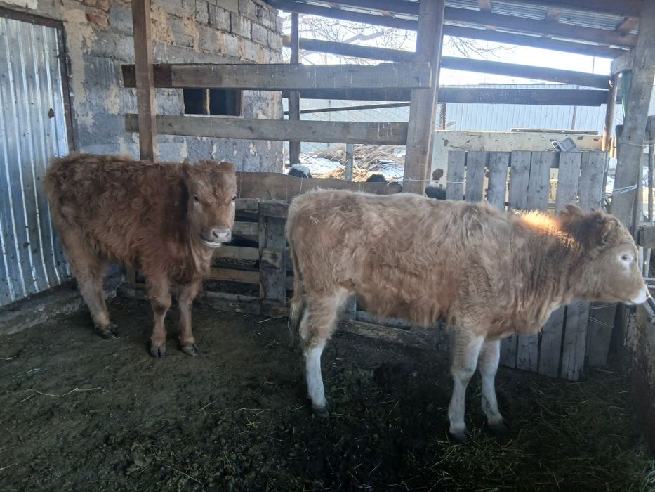 2 бас тайынша сатылады