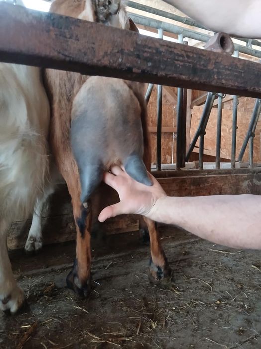 Capre sannen 4 litrii