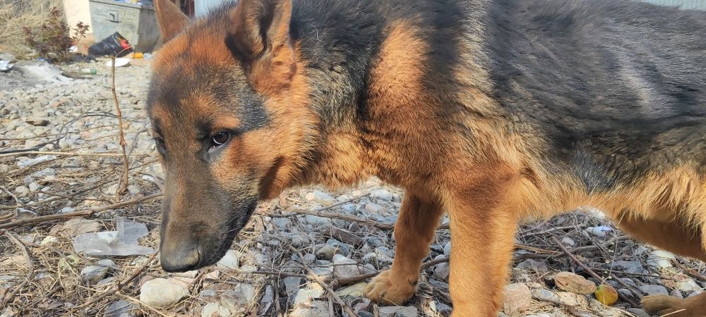 Овчарка чистокровный немец