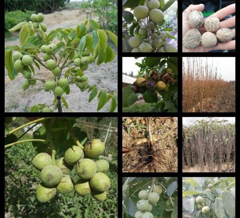 Karlik yong'oq kafolatli