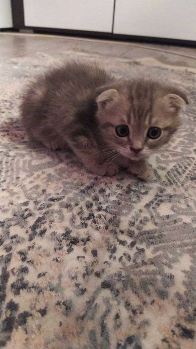 британские скотиш страйк  котята