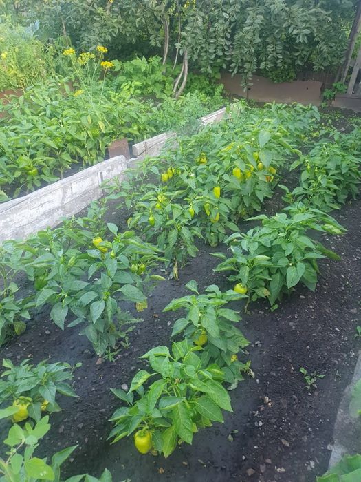 Продам дачу Химик верх