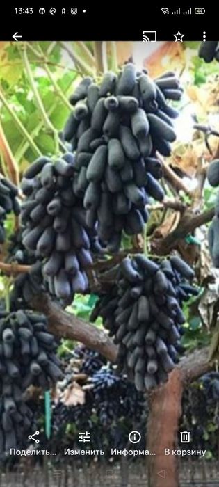 Продам саженец виноград