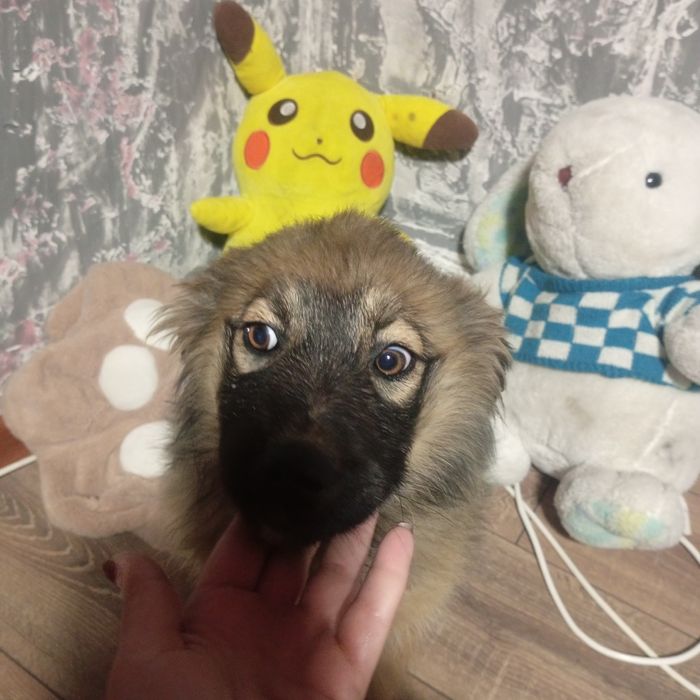 В добрые руки Срочно